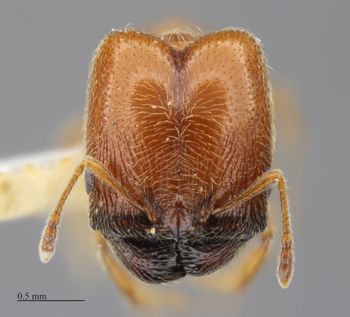 Media type: image;   Entomology 516912